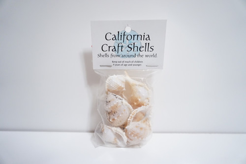 Hermit Crab Sea Shells (1.2 oz. Bag)
