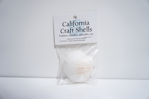 3 Piece (2 Inch Wide) White Sea Shell Pack