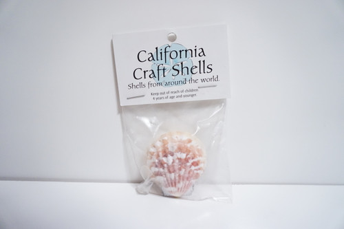 White Sea Shells 1 oz. Bag 1.5 Inch