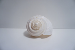 Large Snail Sea Shell