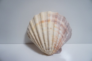 Large Brown/White Lion Paw Sea Shell (7" x 7")