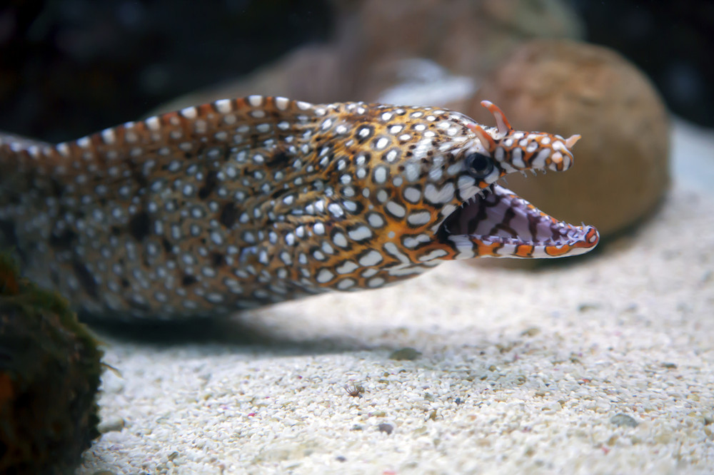 japanese dragon eel shark