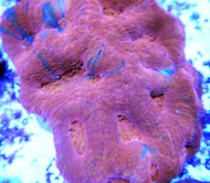 Australian Acanthastrea Hillae Brain Coral 