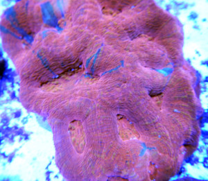 Australian Acanthastrea Hillae Brain Coral 
