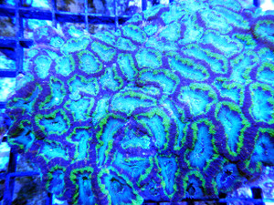 Acanthastrea Lordhowensis - B Grade Australian Brain Coral
