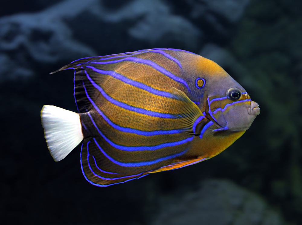Blue Ring Angelfish Pomacanthus Annularis. Marine Fish Stock Photo - Image  of coral, underwater: 241576412