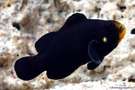 Midnight Clownfish - Amphiprion Ocellaris