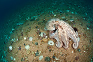 Pacific Octopus Set (2) Small (General photo used)