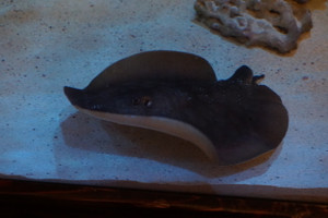 No Tail California Round Sting Ray **Rare**