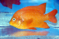 Garibaldi - Adult - Hypsypops rubicundus