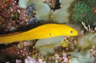 Dwarf Yellow Eel - Gymnothorax melatremus