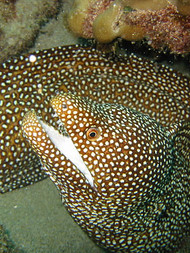Whitemouth Eel - Hawaii