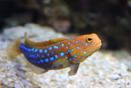 Blue Spot Jawfish - Mexico (Box of 2)