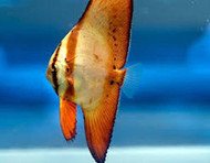 Orbiculate Batfish - Platax orbicularis (Batch of 3)