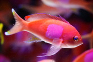 Square (Pink) Anthias Fish: Male - Pseudanthias pleurotaenia (Batch of 3)