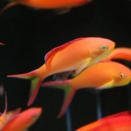 Ignitus Anthias Fish: Female - Pseudanthias ignitus (Batch of 5)