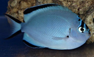 Watanabei Angel Fish: Female - Genicanthus watanabei