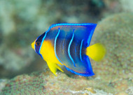 Queen Angel Fish: Juv; - Holacanthus ciliaris