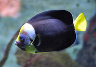 Personifer Angel Fish: Male - Chaetodontoplus meredithi