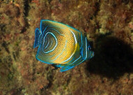Koran Angel Fish: Changing - Pomacanthus semicirculatus (Batch of 2)
