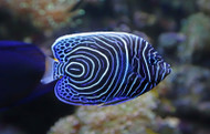 Imperator Angel Fish - Pomacanthus imperator (Batch of 2)