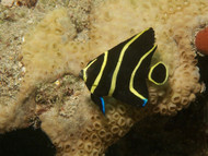 French Angel Fish (M) - Pomacanthus paru (Batch of 2)