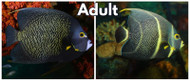 French Angel; Adult - Pomacanthus paru