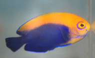 Flameback Angel Fish - Centropyge aurantonotus