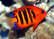 Flame Angel Fish - Centropyge loricula (Batch of 2)