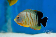 Eibli Angel Fish - Centropyge eibli (Batch of 2)