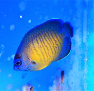 Coral Beauty Angel; Captive Bred - Centropyge bispinosus (Batch of 2)