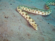 Gold Spot Snake Eel - Myrichthys ocellatus