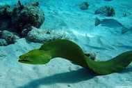 Green Morey Eel - Gymnothorax funebris