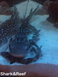 Marbled Cat Shark Pair (12 - 18 Inches, 2 Sharks total)