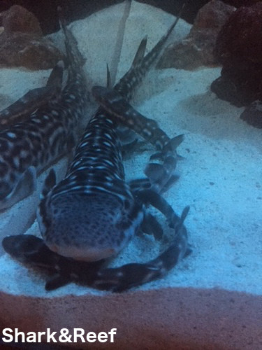  Marbled Cat Shark  Atelomycterus macleayi Shark  and Reef