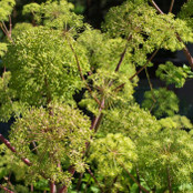 Botanical - Angelica archangelica