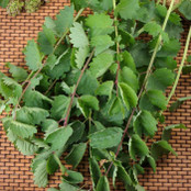 Botanical - Pimpinella saxifraga