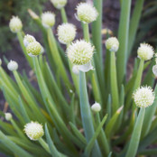 Botanical - Allium fistulosum