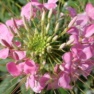 Botanical - Cleome hasslerianna