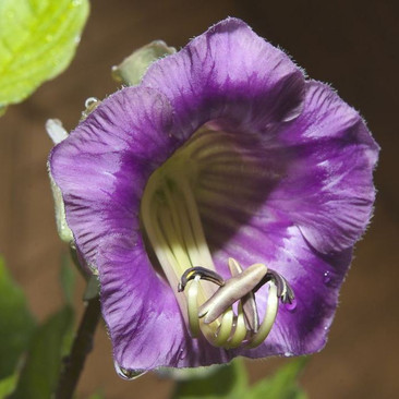 Botanical - Cobaea scandens