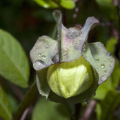 Botanical - Cobaea scandens alba