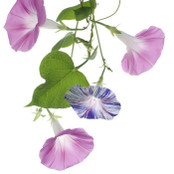 Botanical - Ipomoea purpurea