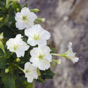 Botanical - Nyctaginaceae