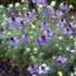 Botanical - Nigella damascena