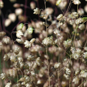 Botanical - Gramineae / Poaceae