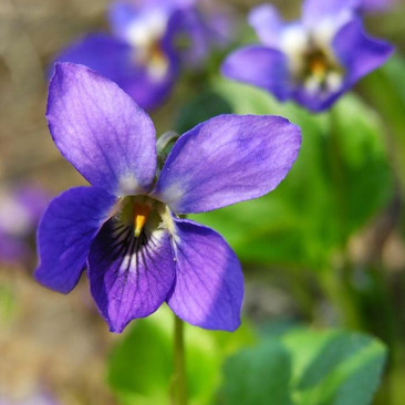 Botanical - Viola odorata