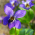 Botanical - Viola odorata