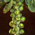 Botanical - Brassica oleracea