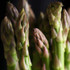 Botanical - Asparagus officinalis