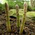 Botanical - Asparagus officinalis